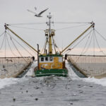 New jersey shrimp paste recall after children reported sick - photo licensed by shore news network.