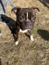 Shelter dog sonny still waiting as adoption search drags on Shelter dog sonny still waiting as adoption search drags on