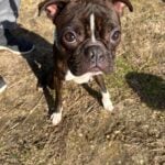 Shelter dog sonny still waiting as adoption search drags on