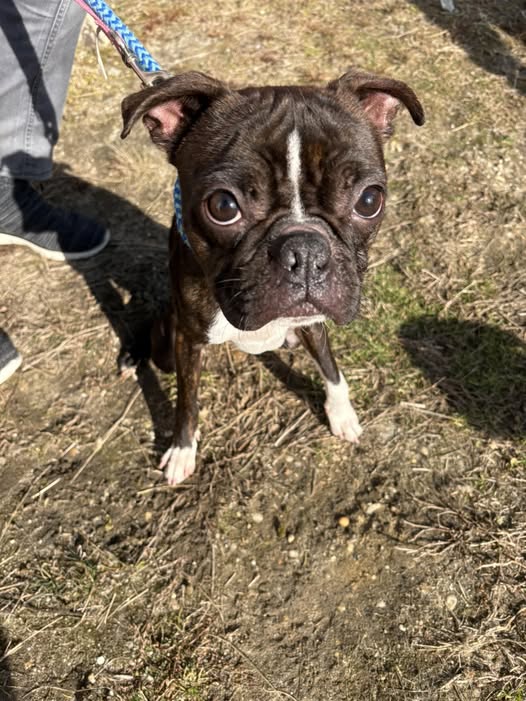 Shelter dog Sonny still waiting as adoption search drags on