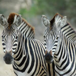 Maryland bill seeks to ban zebras, kangaroos, and wallabies as pets - photo licensed by shore news network.