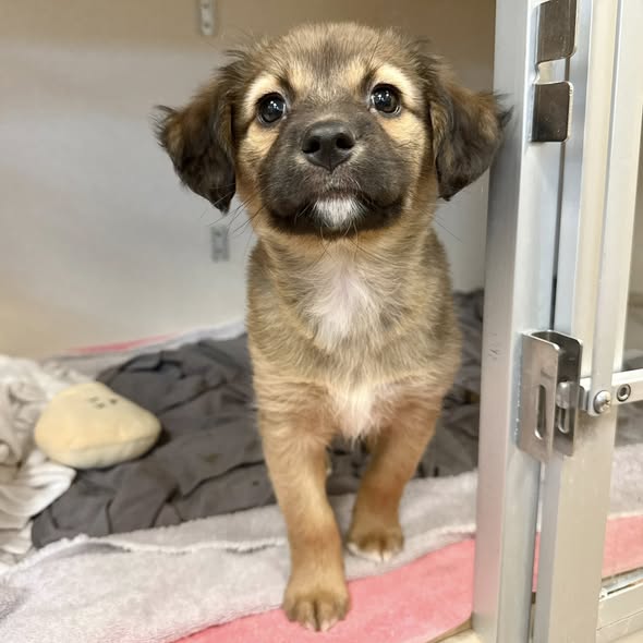 Puppy adoptions spark push to find homes for other Monmouth SPCA dogs