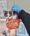 Shy kitten blizzard waits for right home as monmouth county spca urges adoptions