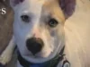 Animal advocates demand charges after dog boe shot and killed by man in wantage township