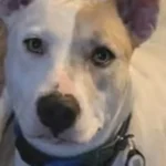 Animal advocates demand charges after dog boe shot and killed by man in wantage township - photo licensed by shore news network.