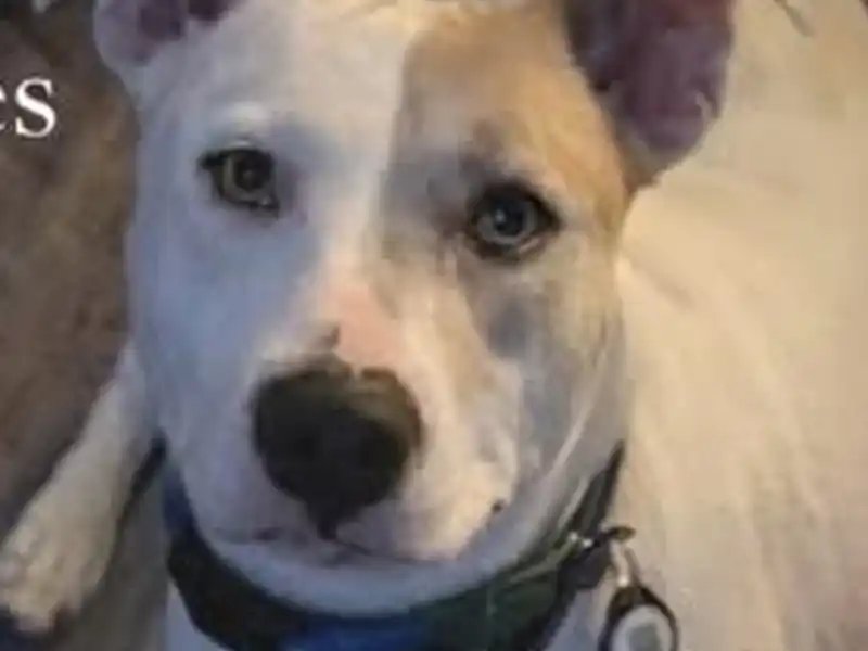 Animal advocates demand charges after dog boe shot and killed by man in wantage township - photo licensed by shore news network.