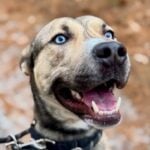 Wally the husky running out of time as his shelter is ready to close - photo licensed by shore news network.