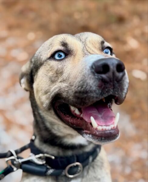 Wally the husky running out of time as his shelter is ready to close - photo licensed by shore news network.