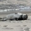 Seaside stunner young grey seal crashes holgate beach