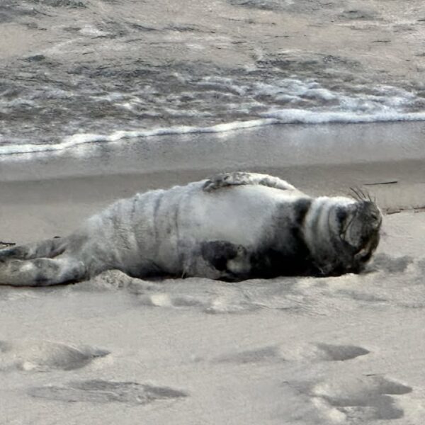Seaside stunner young grey seal crashes holgate beach - photo licensed by shore news network.
