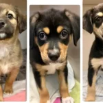 Puppy adoptions spark push to find homes for other monmouth spca dogs - photo licensed by shore news network.