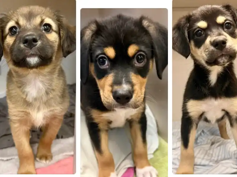 Puppy adoptions spark push to find homes for other monmouth spca dogs - photo licensed by shore news network.