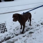 Utica police seek owners of several stray dogs found across city over weekend - photo licensed by shore news network.