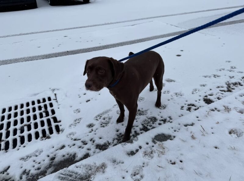 Utica police seek owners of several stray dogs found across city over weekend - photo licensed by shore news network.