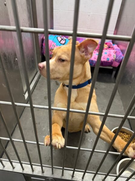 Utica police seek owners of several stray dogs found across city over weekend