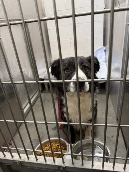 Utica police seek owners of several stray dogs found across city over weekend