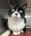 Senior cat chicita waits for a second chance after heartbreaking surrender in newark