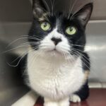 Senior cat chicita waits for a second chance after heartbreaking surrender in newark - photo licensed by shore news network.