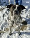 Pointer mix found with harness left unclaimed at jersey shelter