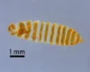Cbp finds invasive farm destroying khapra beetle remains at detroit airport