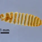 Cbp finds invasive farm destroying khapra beetle remains at detroit airport - photo licensed by shore news network.