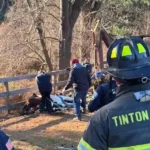 Horse rescued from gulley by first responders in early morning tinton falls operation - photo licensed by shore news network.