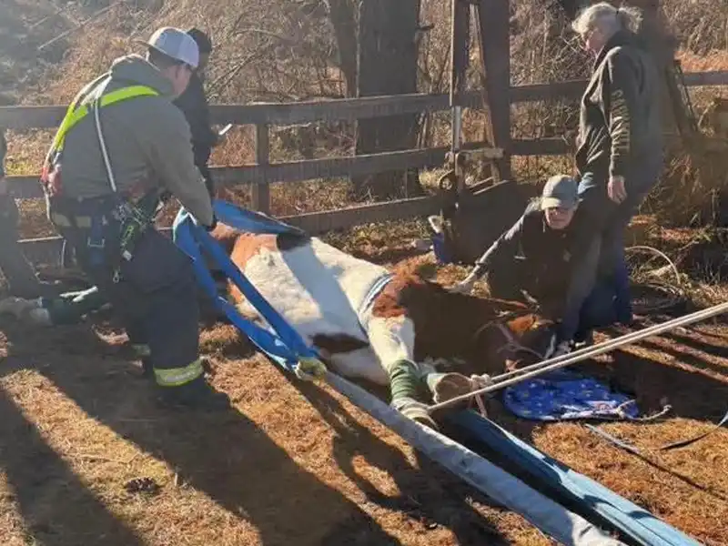 Horse rescued from gulley by first responders in early morning Tinton Falls operation