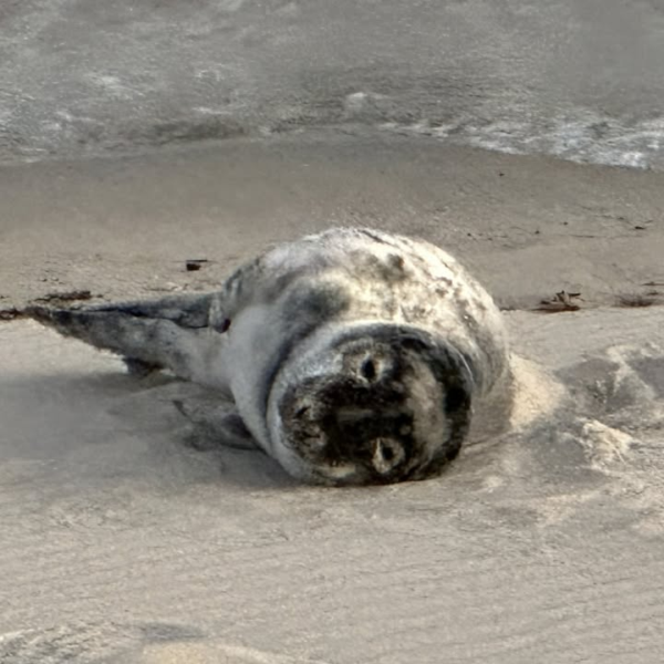 Seaside stunner young grey seal crashes holgate beach - photo licensed by shore news network.