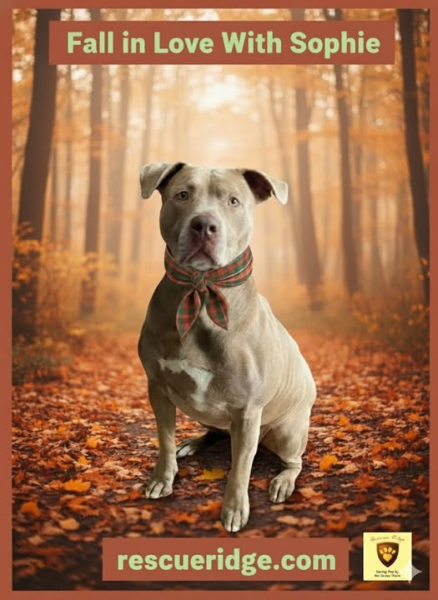 Trained rescue dog still waiting at NJ shelter