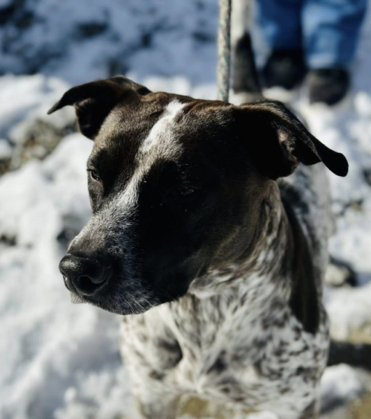 Pointer mix found with harness left unclaimed at jersey shelter Pointer mix found with harness left unclaimed at jersey shelter