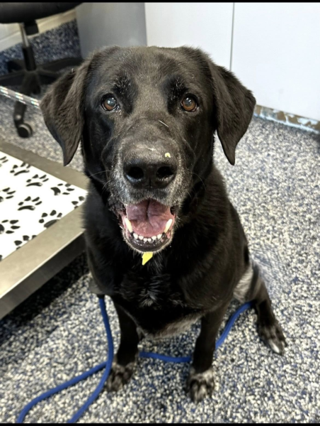 Shelter heartbreak as 8 year old lab returned days after adoption Shelter heartbreak as 8 year old lab returned days after adoption