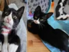 Community rallies to find missing kitten norman in asbury park