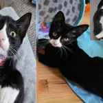 Community rallies to find missing kitten norman in asbury park - photo licensed by shore news network.