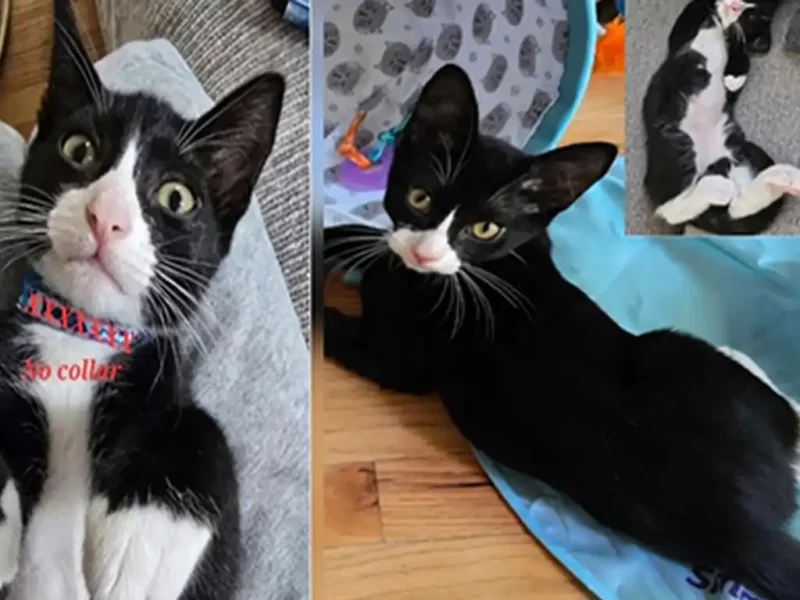 Community rallies to find missing kitten norman in asbury park - photo licensed by shore news network.