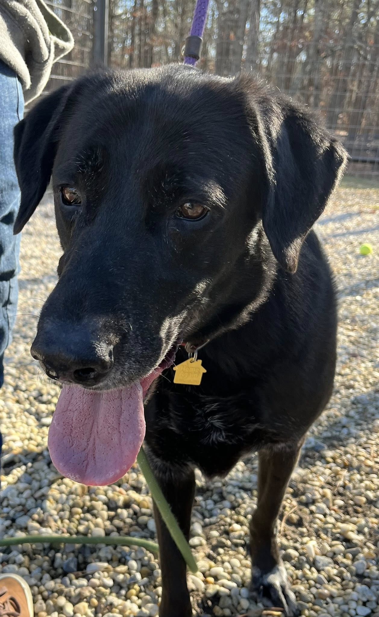 Shelter heartbreak as 8 year old lab returned days after adoption - photo licensed by shore news network.