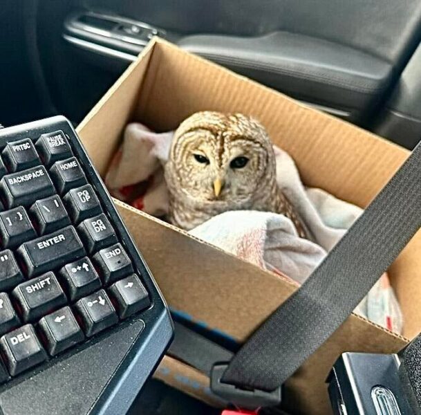 This Cop Gives A Hoot Saves Owl from Highway