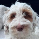 A family's desperate search underway after puppy stolen inside suv near newark - photo licensed by shore news network.