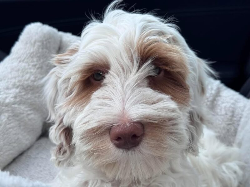 A family's desperate search underway after puppy stolen inside suv near newark - photo licensed by shore news network.