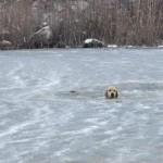Watch: dog rescued from icy pond on new year’s day in first call of 2026 - photo licensed by shore news network.