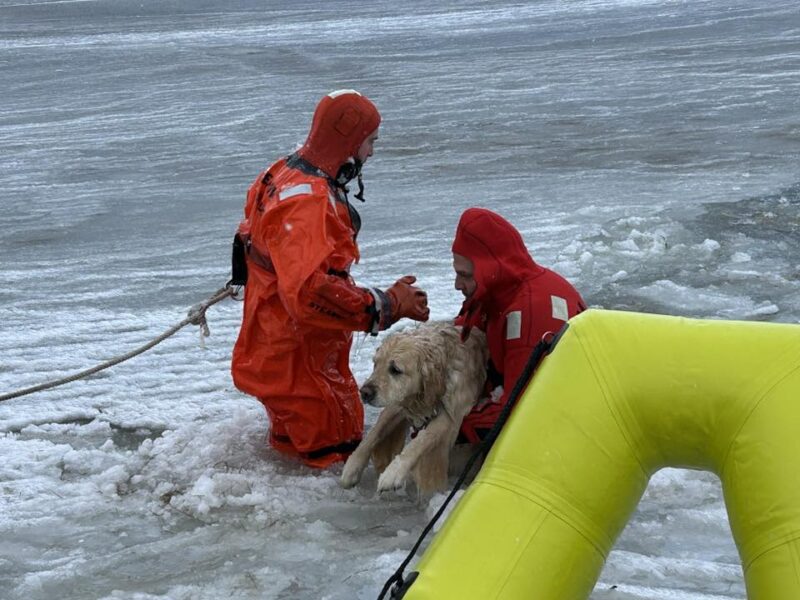 Watch Dog rescued from icy pond on New Years Day in first call of 2026
