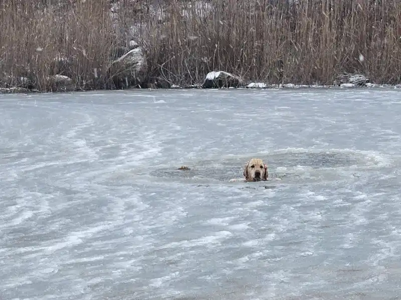 Watch: dog rescued from icy pond on new year’s day in first call of 2026
