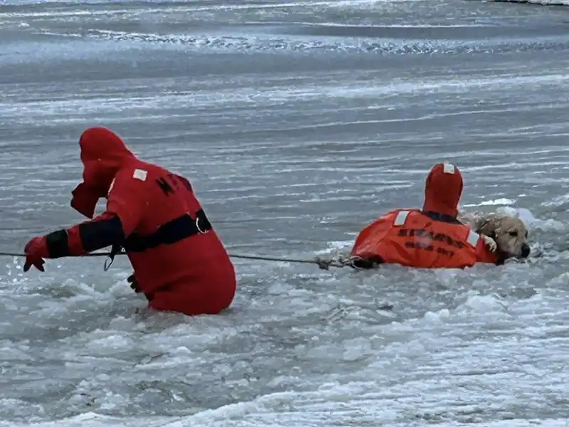 Watch Dog rescued from icy pond on New Years Day in first call of 2026