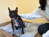 Injured dog roxy awaits foster home before life-changing surgery in monmouth county