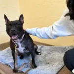 Injured dog roxy awaits foster home before life-changing surgery in monmouth county - photo licensed by shore news network.