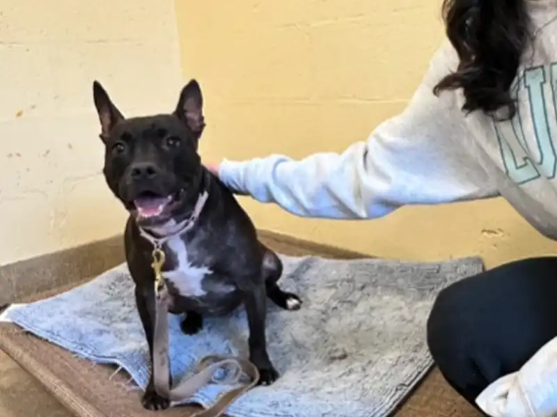 Injured dog roxy awaits foster home before life-changing surgery in monmouth county - photo licensed by shore news network.