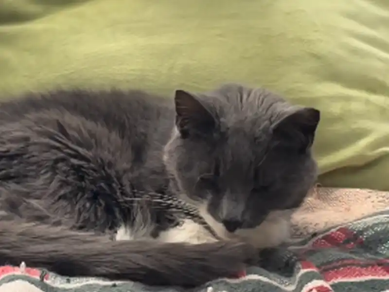 Four senior cats running out of time; face two-week deadline to find homes in forked river - photo licensed by shore news network.