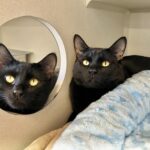 Ocean county shelter seeks home for bonded cats ahead of snowstorm - photo licensed by shore news network.