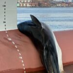 Dead fin whale found lodged on ship’s bow at new jersey marine terminal - photo licensed by shore news network.