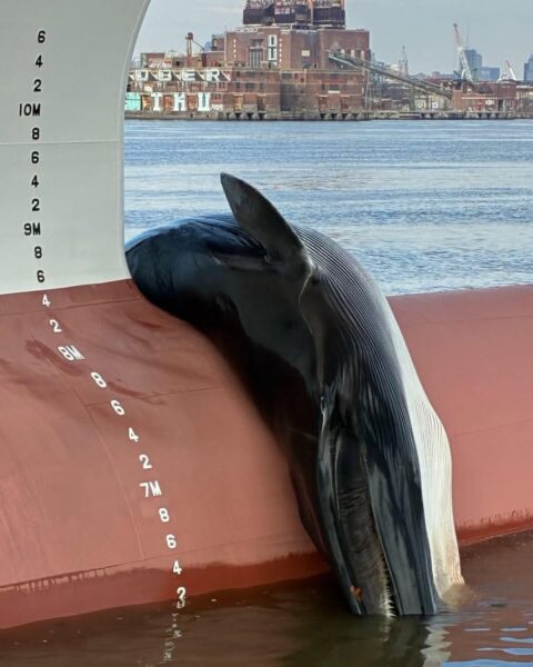 Dead fin whale found lodged on ship’s bow at new jersey marine terminal - photo licensed by shore news network.