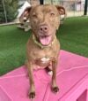Shelter favorite cannoli waits for a home in monmouth county